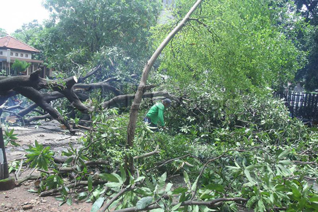 Hujan Deras Disertai Angin Kencang, Pohon di Lubang Buaya Tumbang