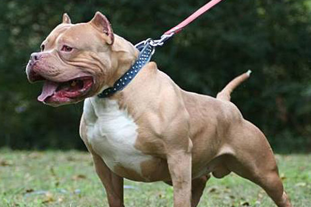 Satpam Komplek Perumahan Luka Parah Diserang Anjing Pitbull