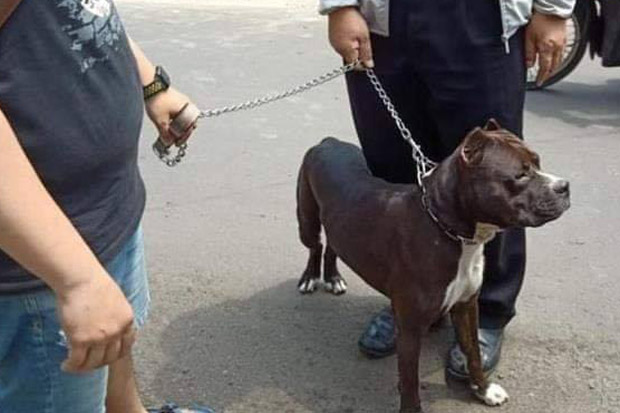 Anjing Pitbull yang Serang Satpam Kompleks Dikarantina Sementara