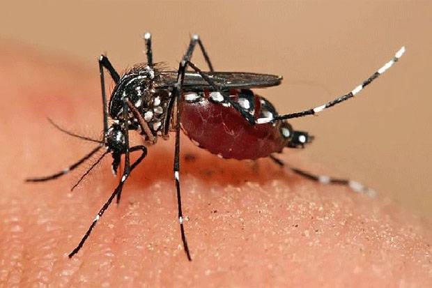 DBD Mengancam, Catat! Ini Sarang Nyamuk Aedes Aegypti di Dalam Rumah