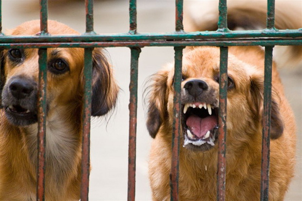 Tolak Diobservasi, Pemilik Anjing Herder Dipanggil Paksa Polisi