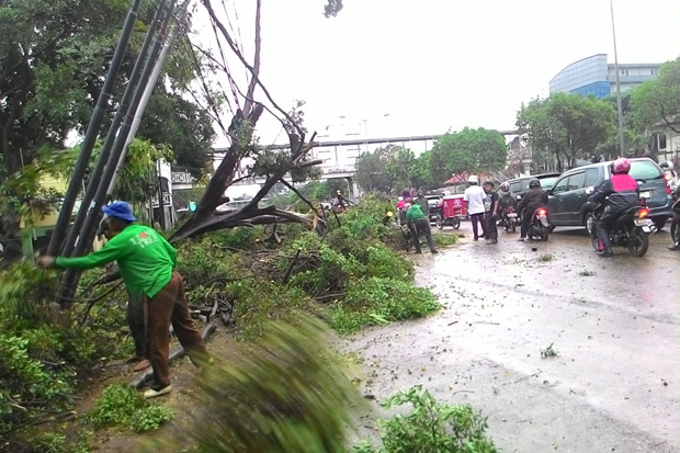Rawan Tumbang, Wali Kota Jaktim Minta Semua Pohon Tua Didata