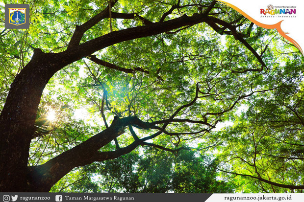 Kondisi Pohon yang Tewaskan Pengunjung Sehat Walafiat, TMR: Ini Musibah