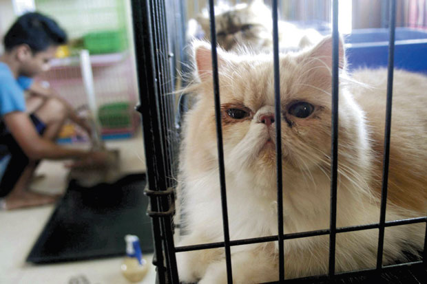 Tolak Layani Penyelamat Kucing, Pasutri Laporkan RSHJ ke BPKN
