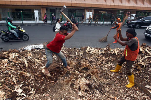 Koalisi Pejalan Kaki Pertanyakan Penebangan Pohon Angsana di Cikini