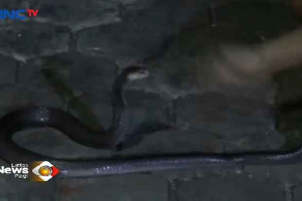 Teror Kobra di Citayam, Warga Diminta Tak Perlu Khawatir
