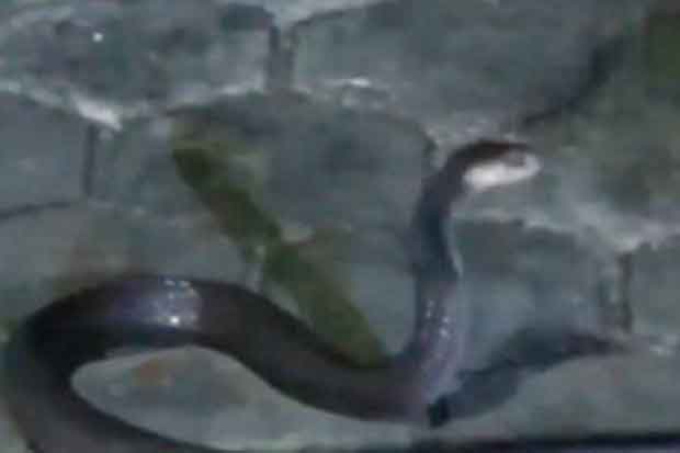 Delapan Anak Ular Kobra Ditemukan Warga di Pasar Minggu
