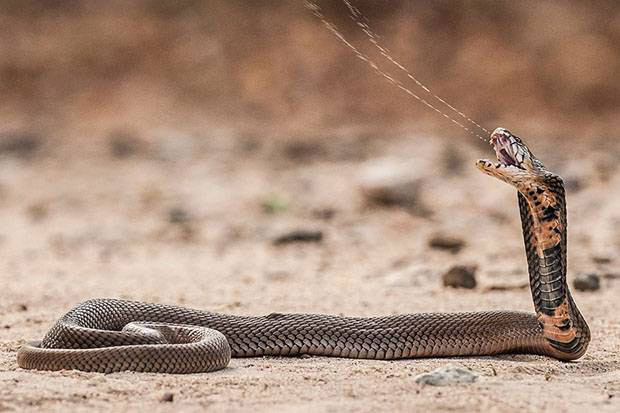 Teror Anak Ular Cobra, Begini Cara Penanganan Gigitan Ular Berbisa