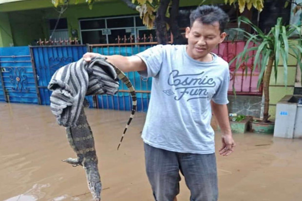 Banjir Surut, Kini Warga Bekasi Dikejutkan dengan Kemunculan Biawak