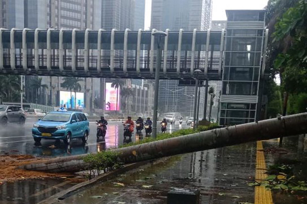 Jakarta Diguyur Hujan Lebat, Pohon Besar Tumbang di Jalan Sudirman